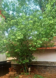IMG 20260807 WA0175